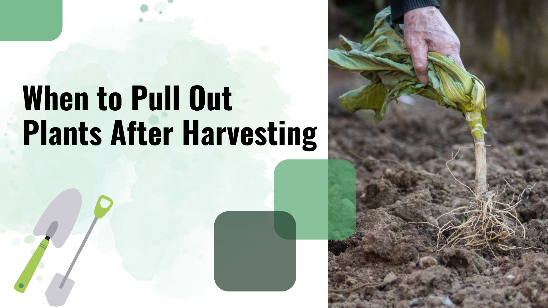When to Pull Out Plants After Harvesting