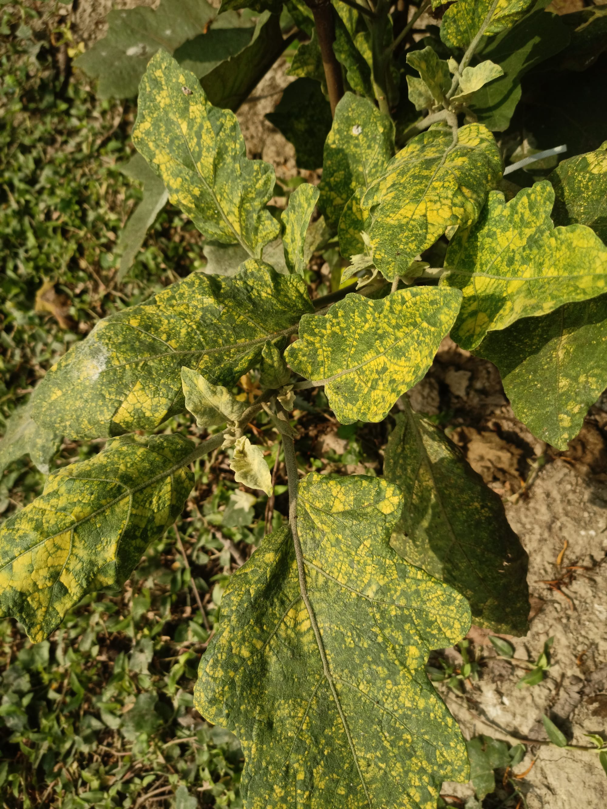 Yellow Spots on Eggplant Leaves - Mosaic Virus