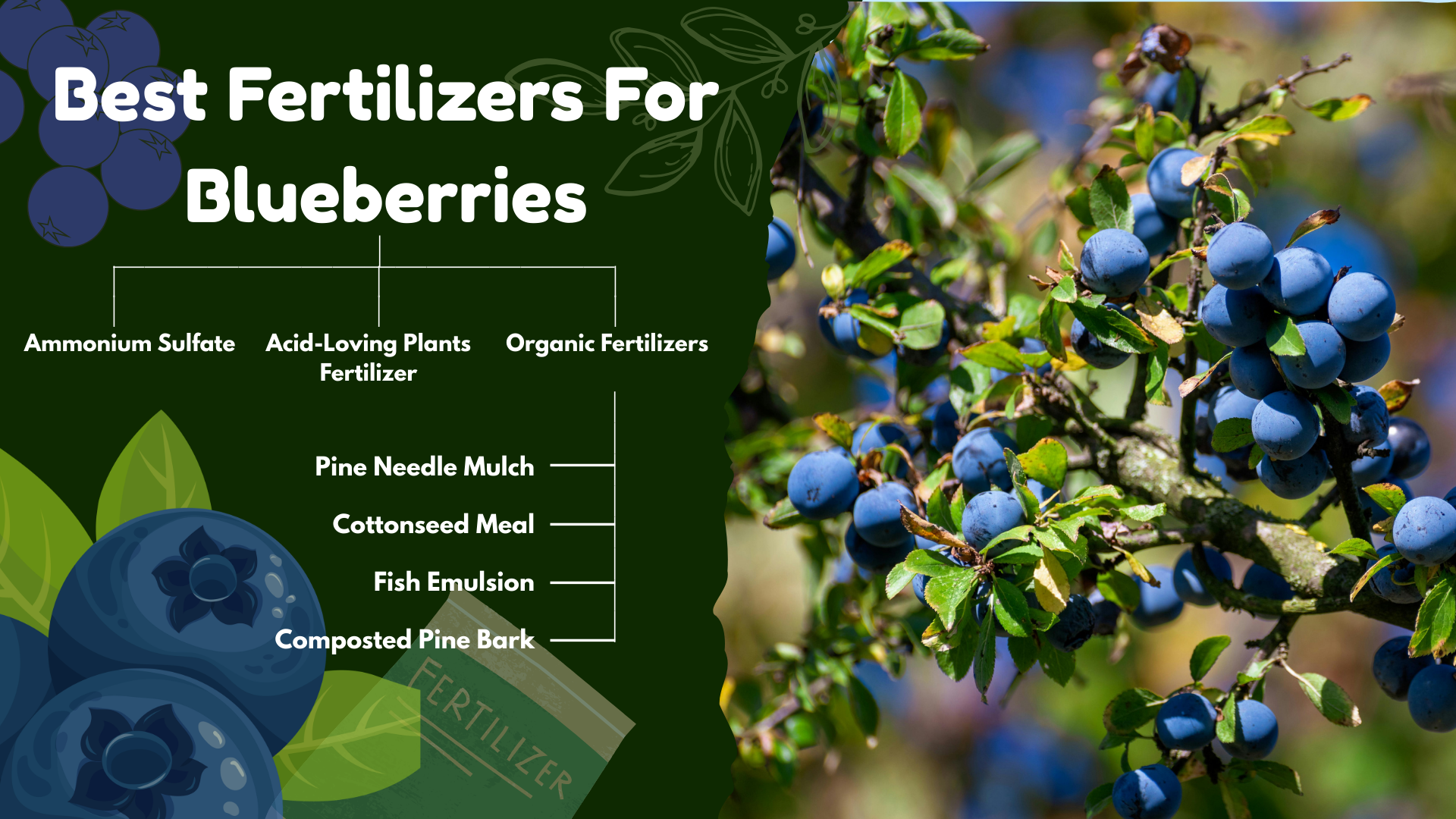 Best Fertilizers For Blueberries - A Complete Guide