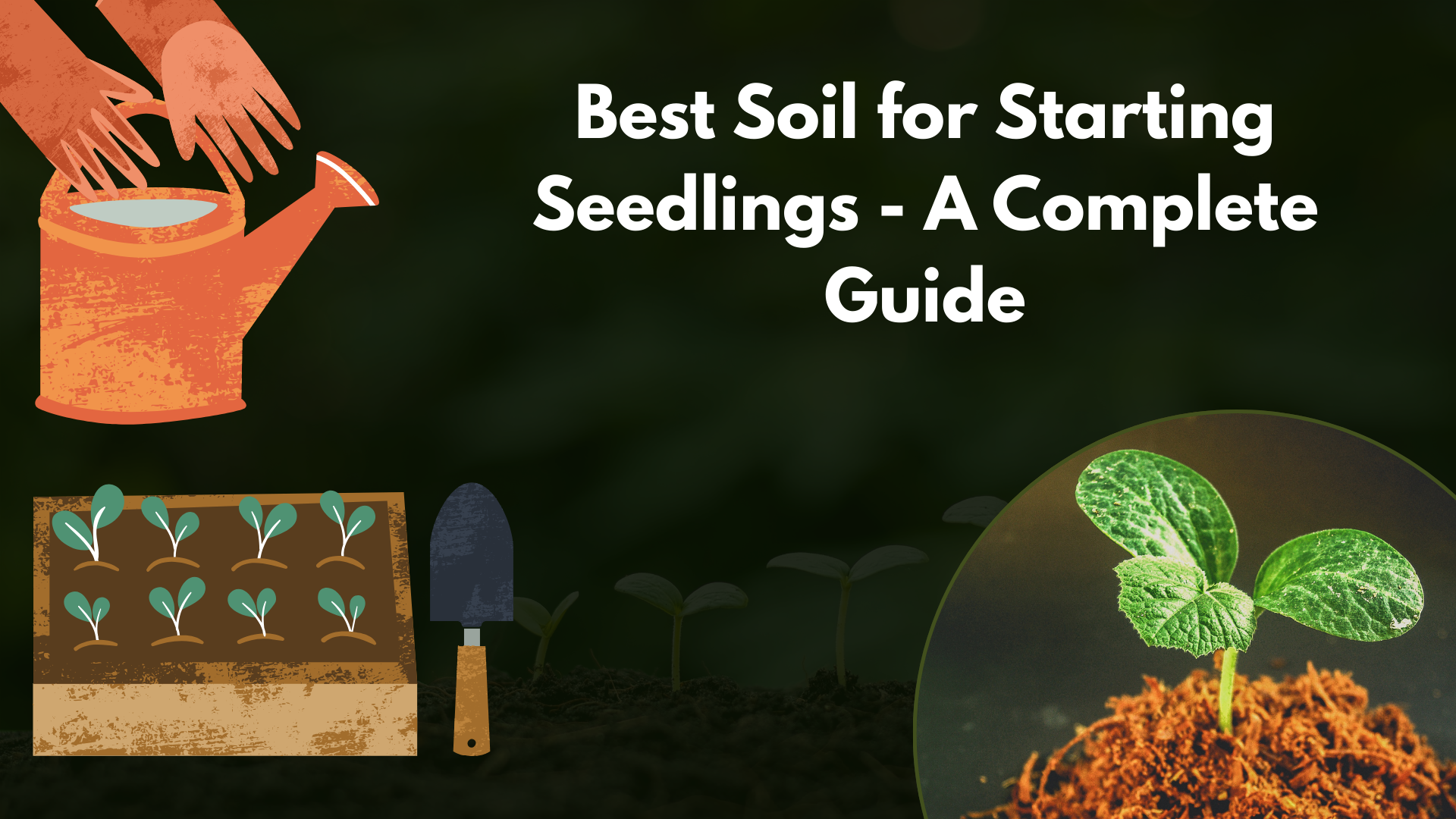 Best Soil for Starting Seedlings - A Complete Guide