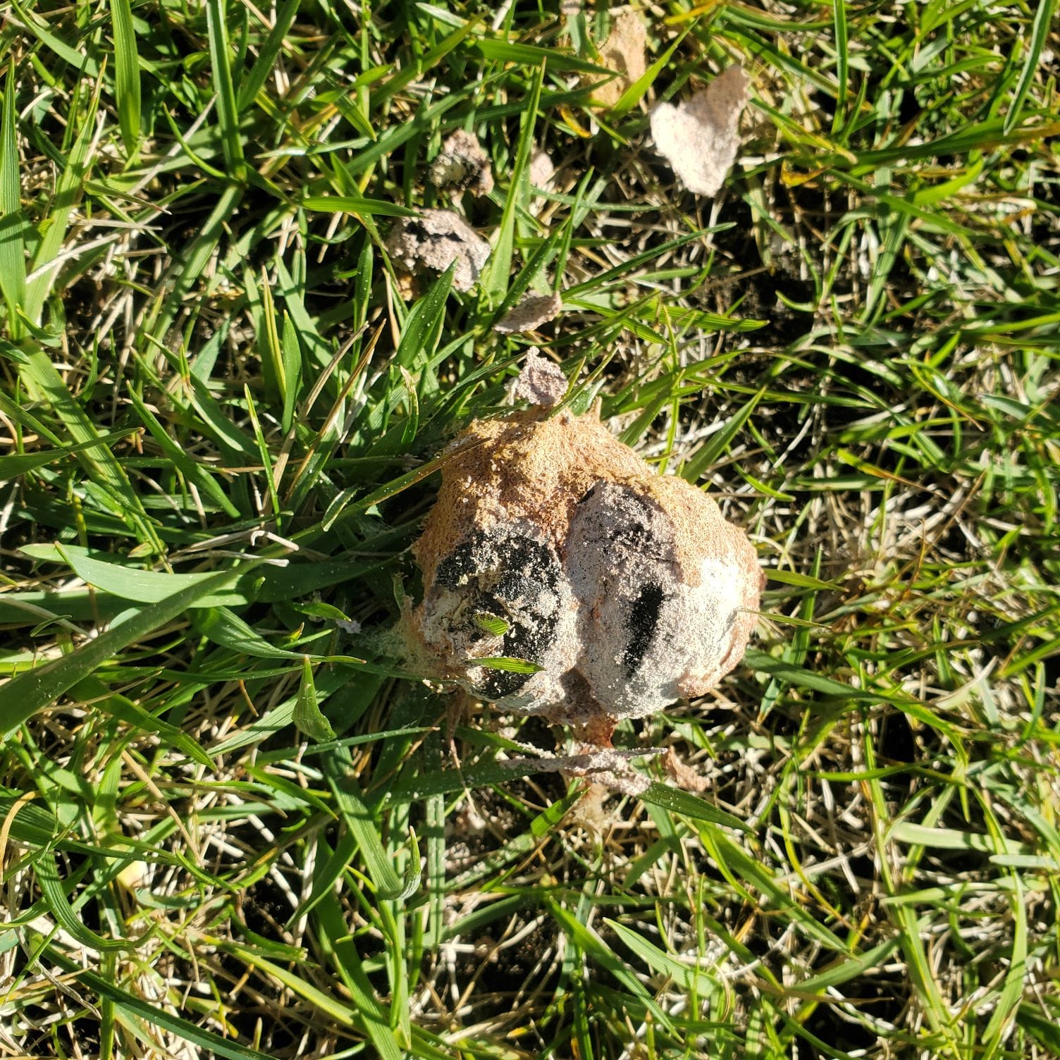 Break Slime Mold to Dry It Faster