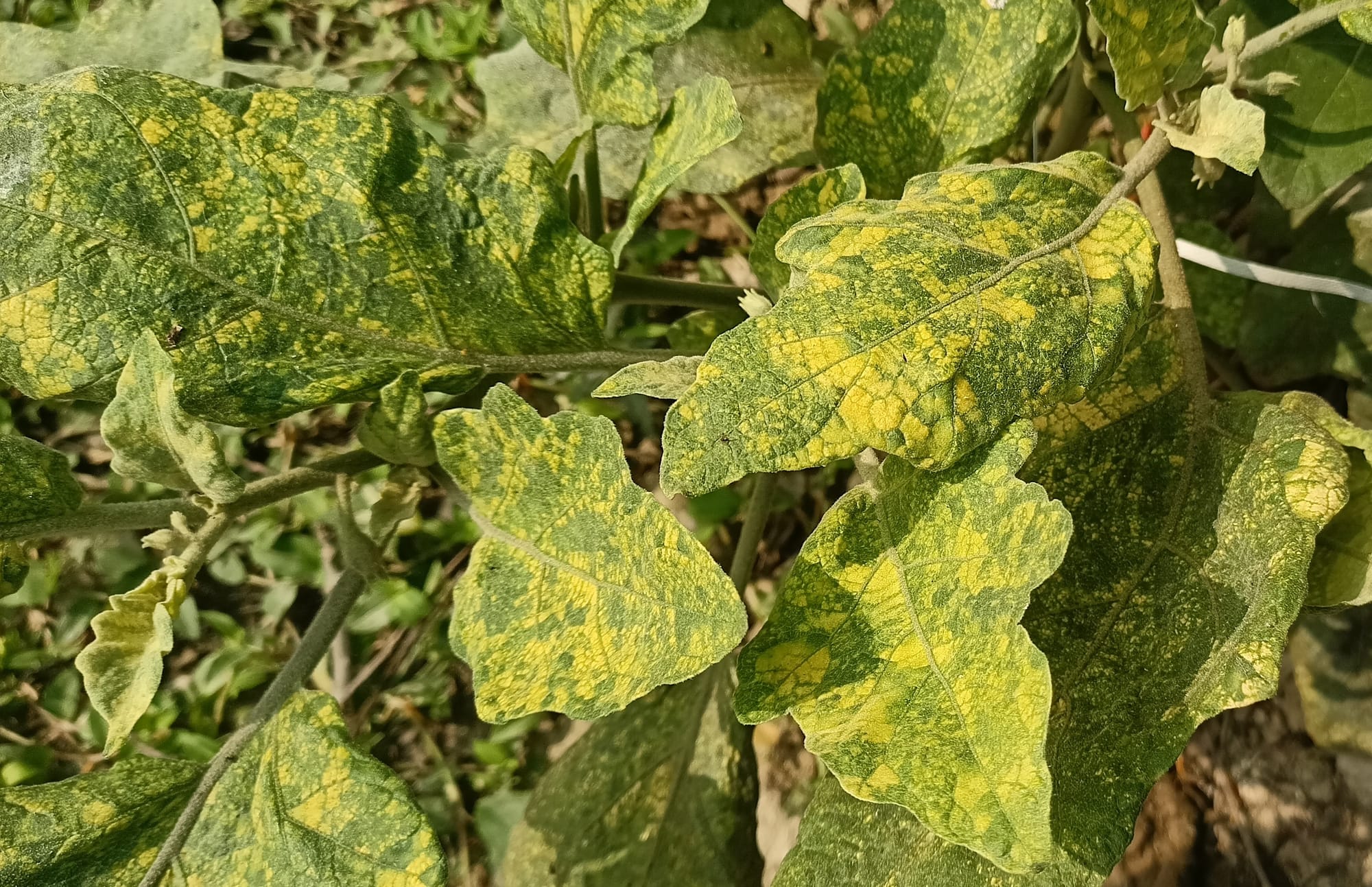 Close-Up of Mosaic Virus Pattern on Eggplant Leaf
