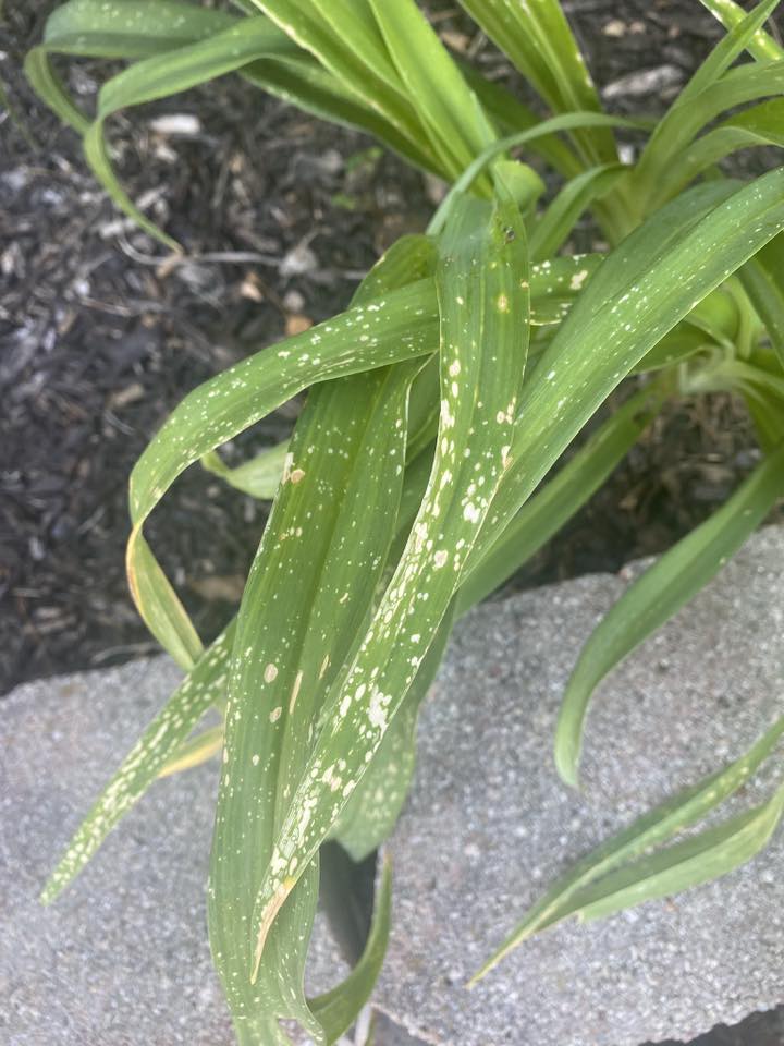Close-Up of Pest Damage on Daylily Leaves