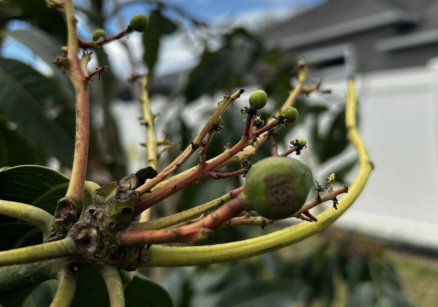 Close View of Anthracnose Damage