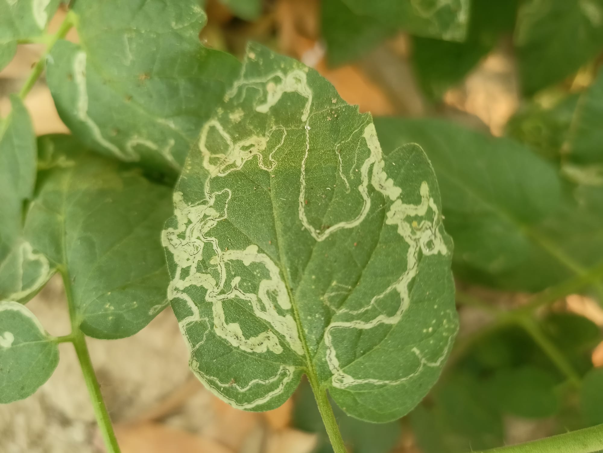 Close View of Leaf Miner Tunnels on Tomato Leaf