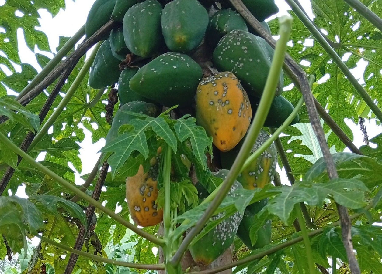 Close-up view of fungal spots on papaya fruit