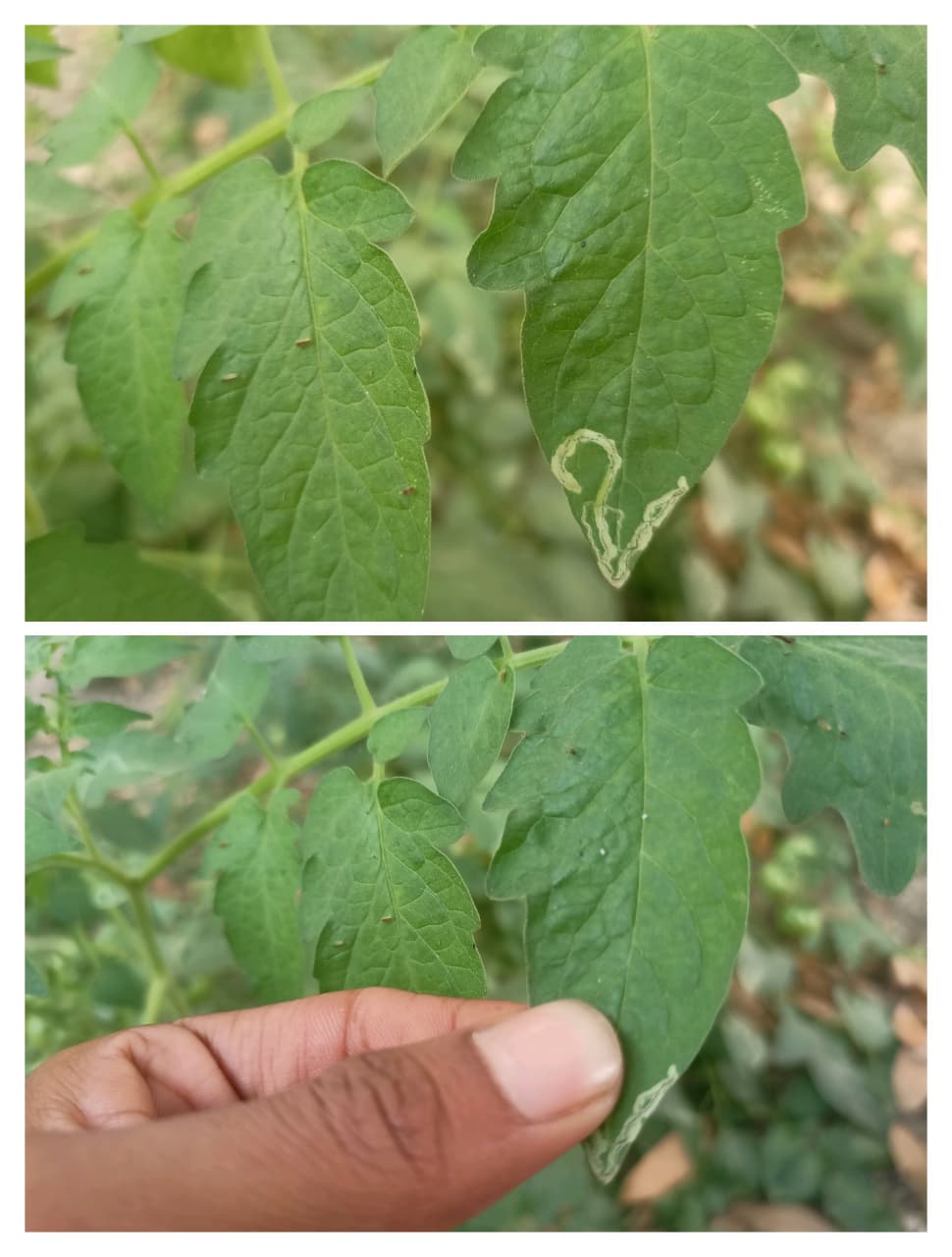 Crushing Leaf Miner Tunnels on Tomato Leaves