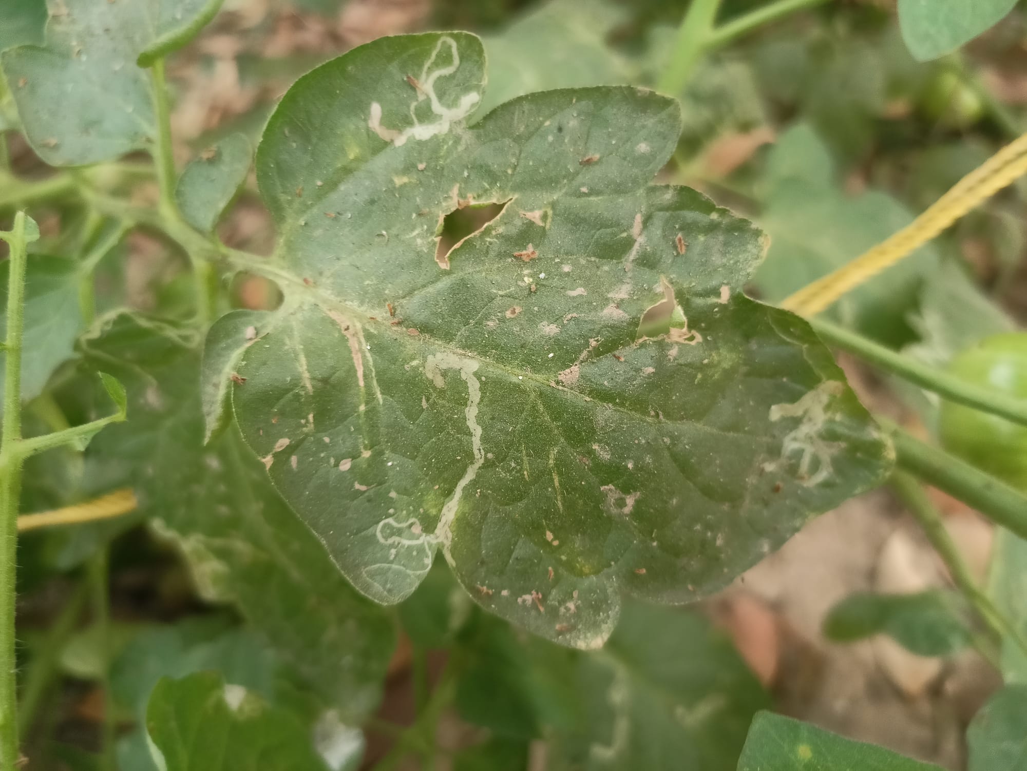 Damaged Tomato Leaves That Should Be Removed