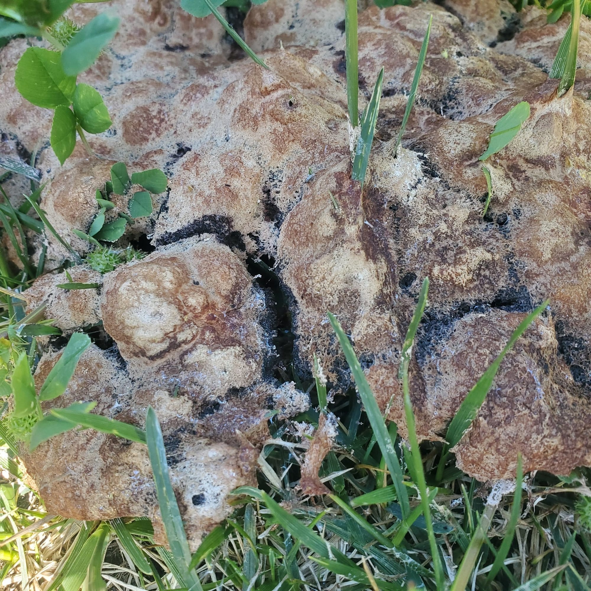 Dog Vomit Slime Mold in Garden – Ugly but Completely Harmless