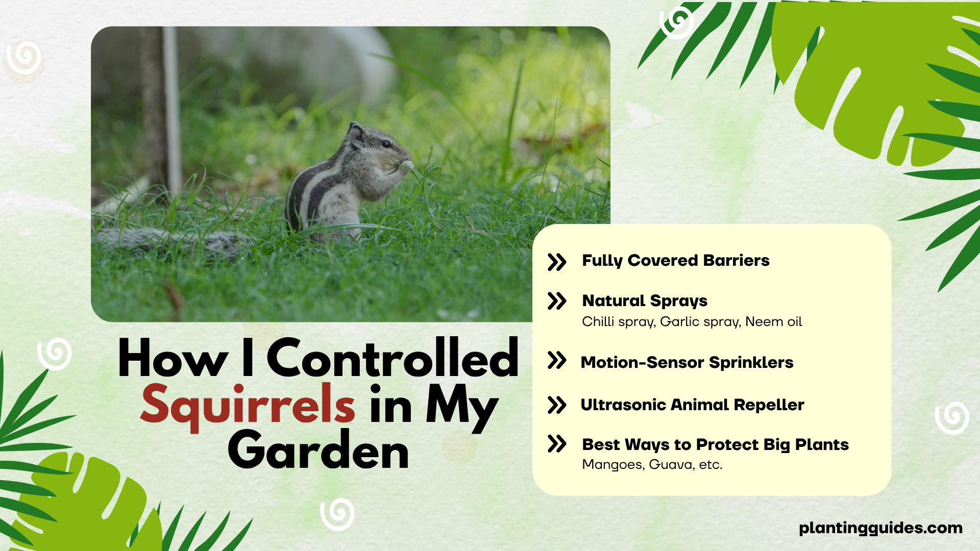 How I Controlled Squirrels in My Garden