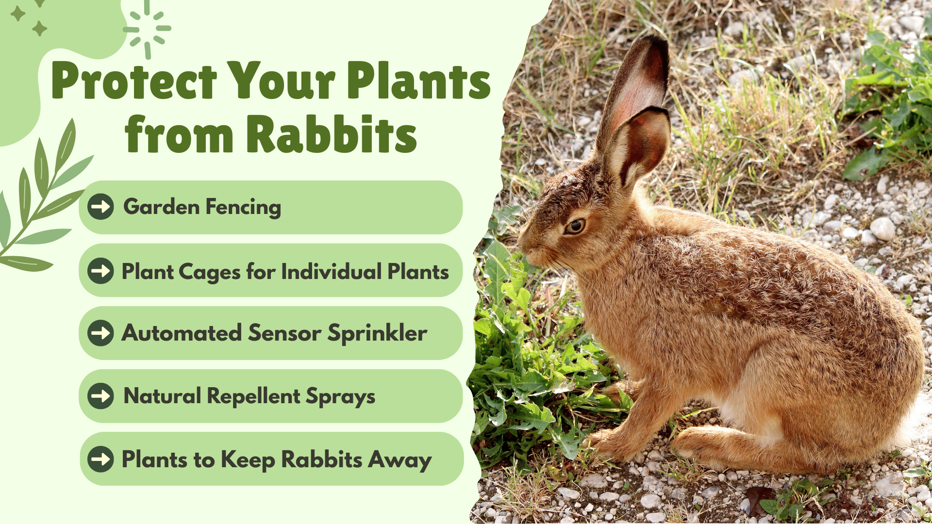 How I Protect My Plants from Rabbits