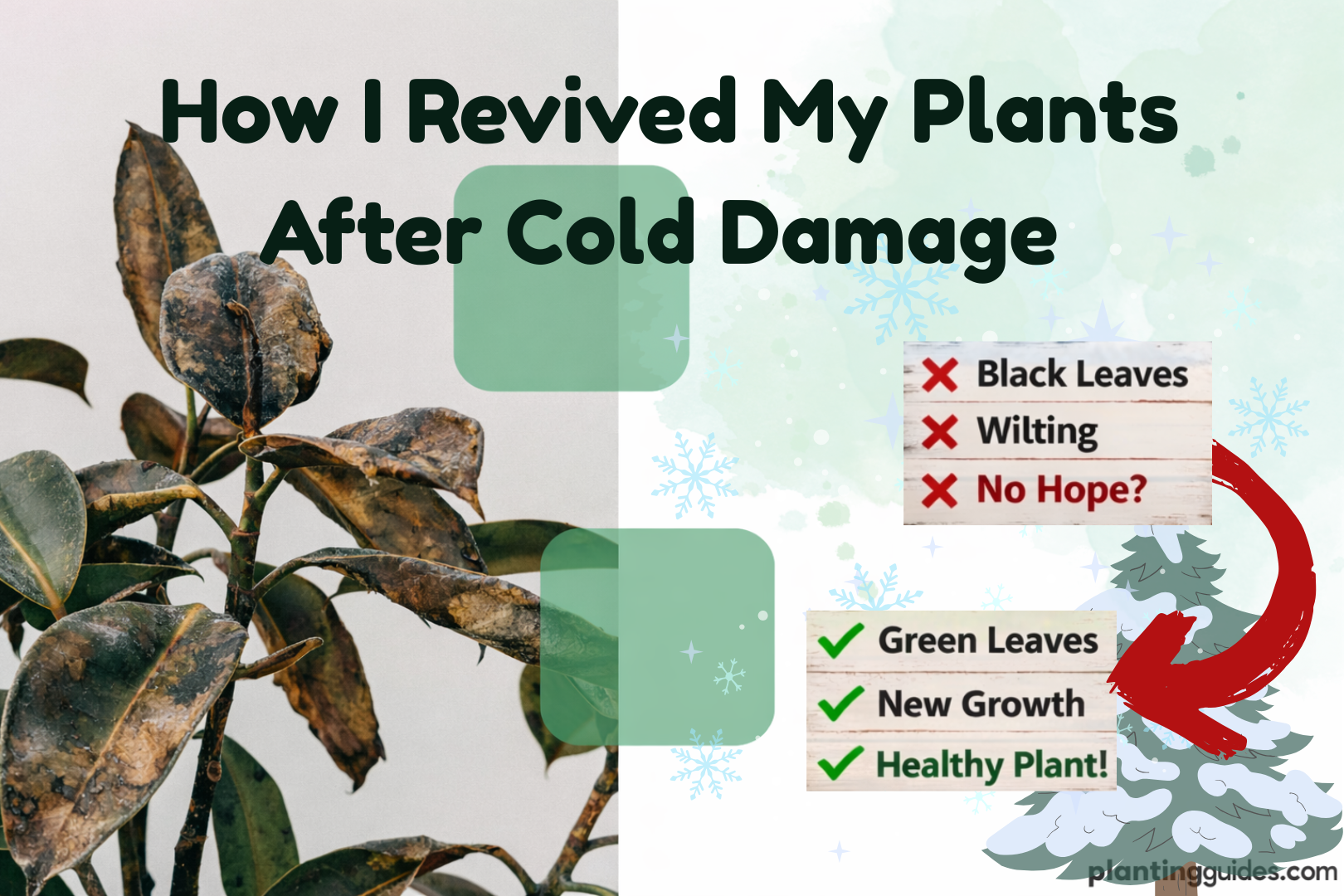 How to Recover Plants From Cold Damage