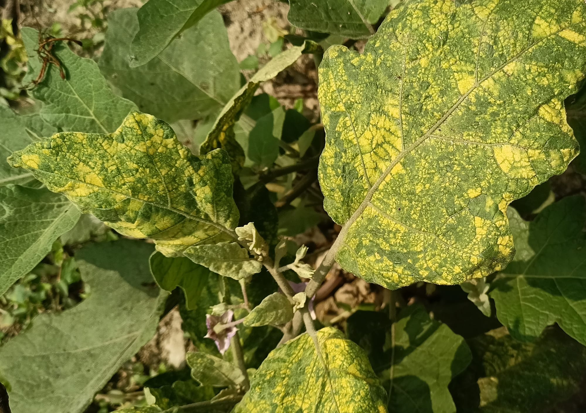 Infected Eggplant That Should Be Removed