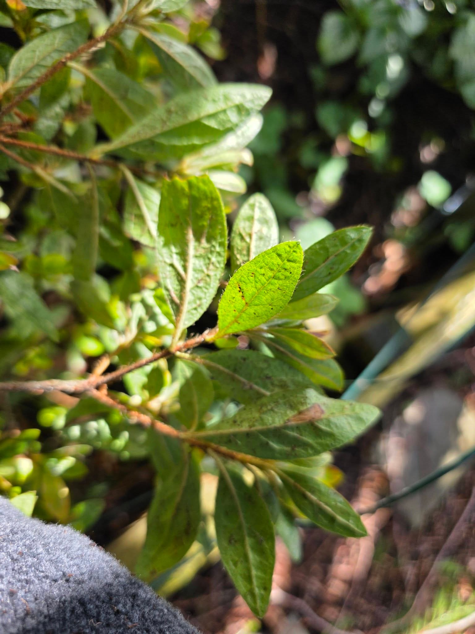 Lace Bugs Hiding Under Azalea Leaves