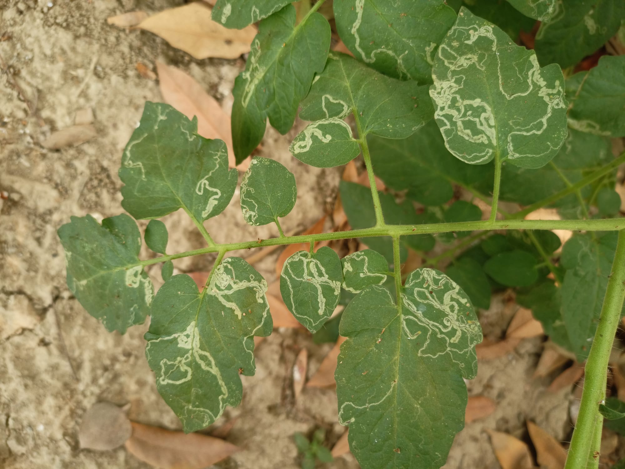 Leaf Miner on Tomato Plants