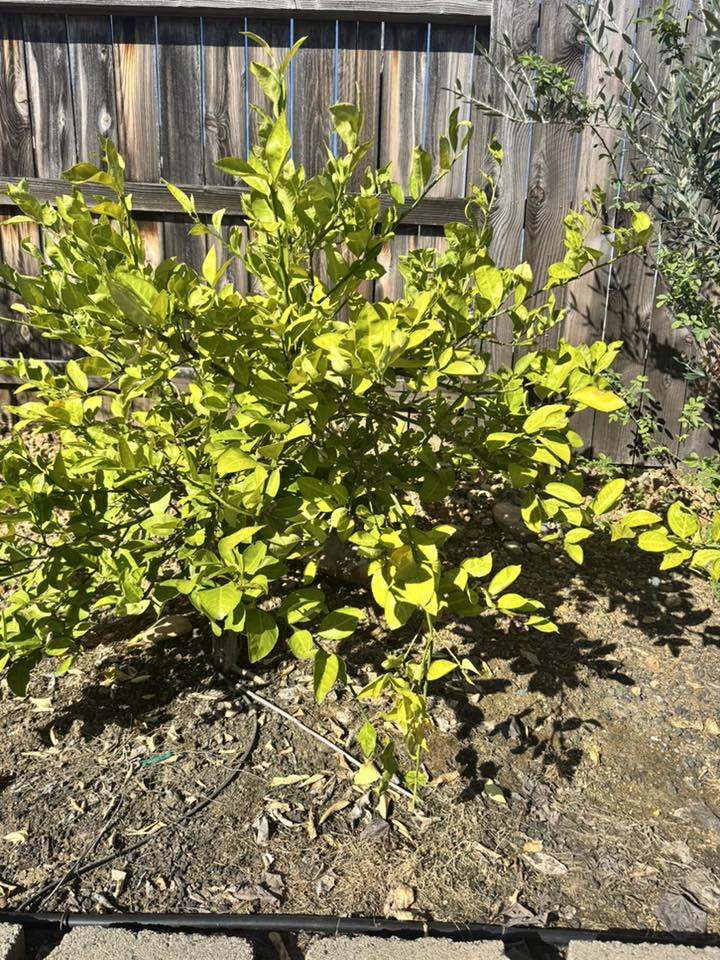 Meyer Lemon Leaves Turning Yellow