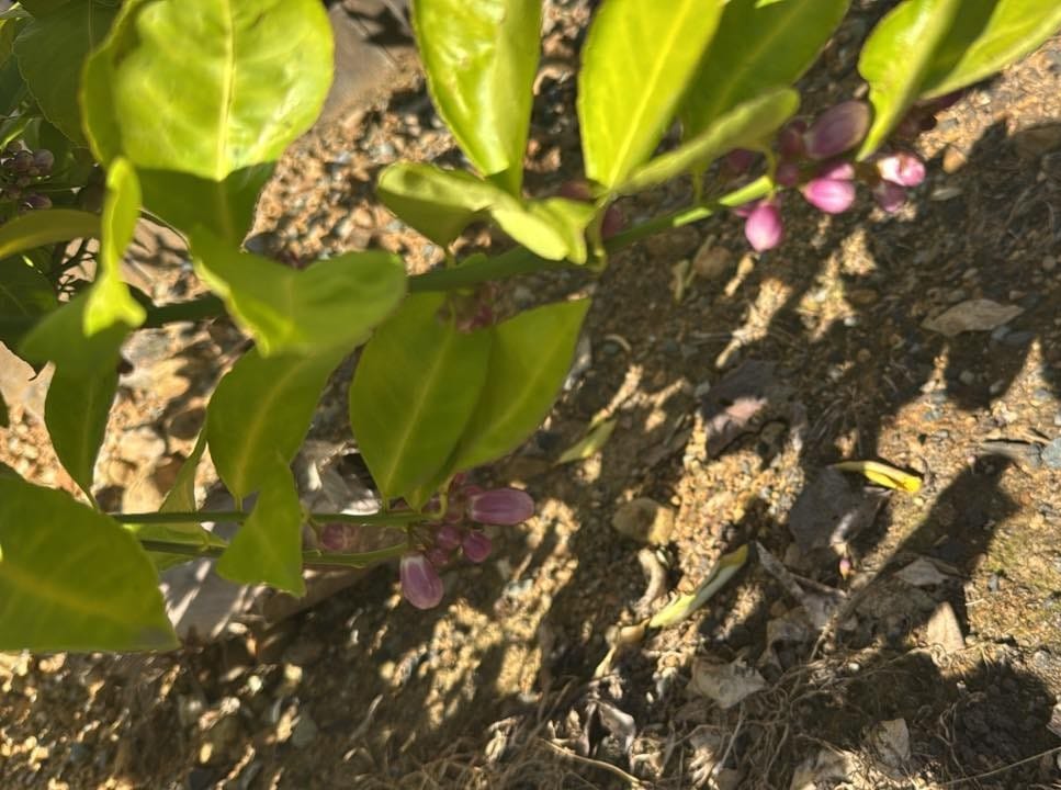 Meyer Lemon Tree Producing Flowers