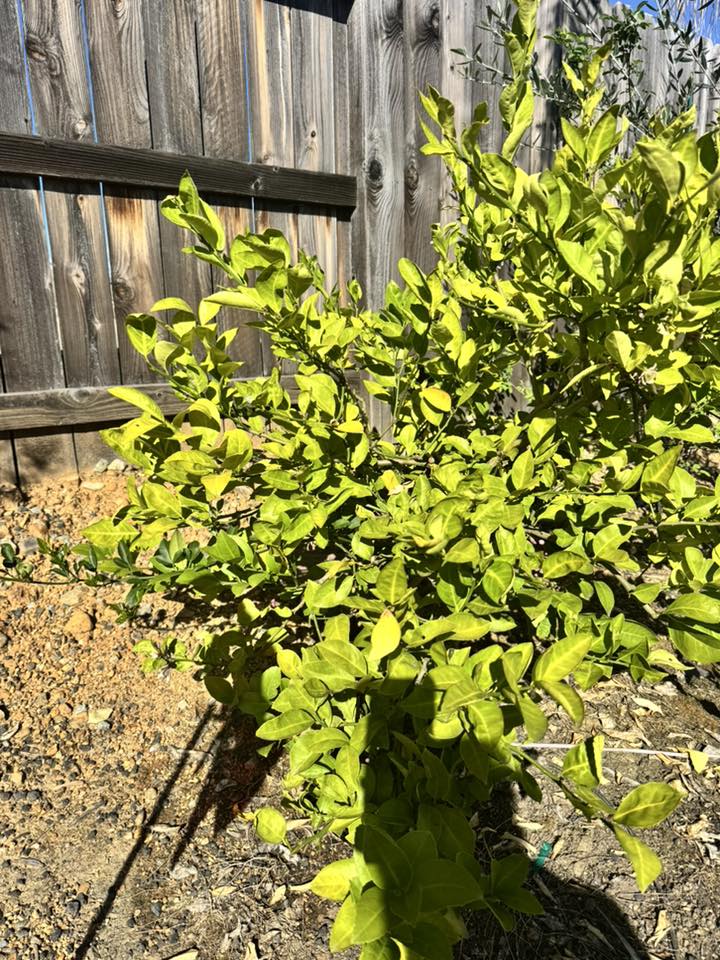 Meyer Lemon Tree Showing Stress and Pale Leaves
