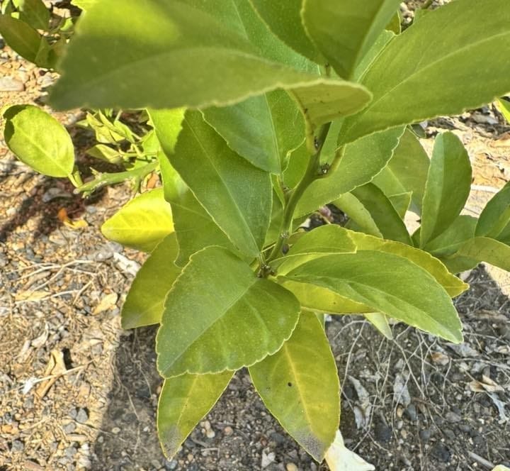 Nutrient Deficiency Causing Yellow Leaves on Lemon Tree