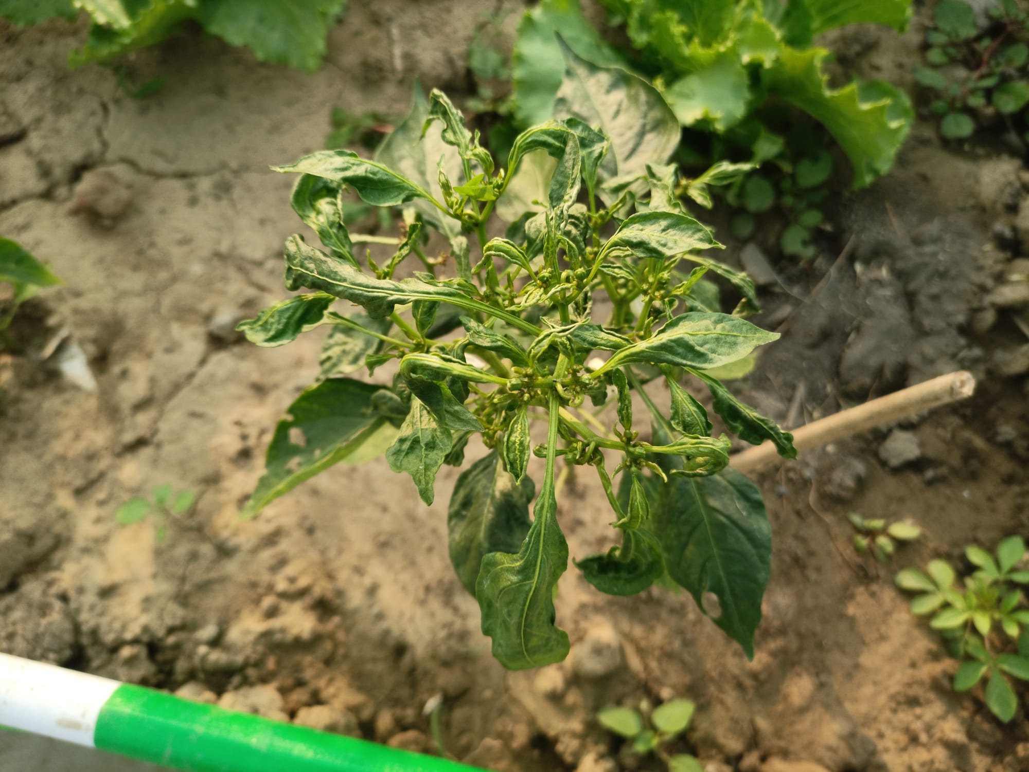 Pepper Leaves Curling Caused by Virus