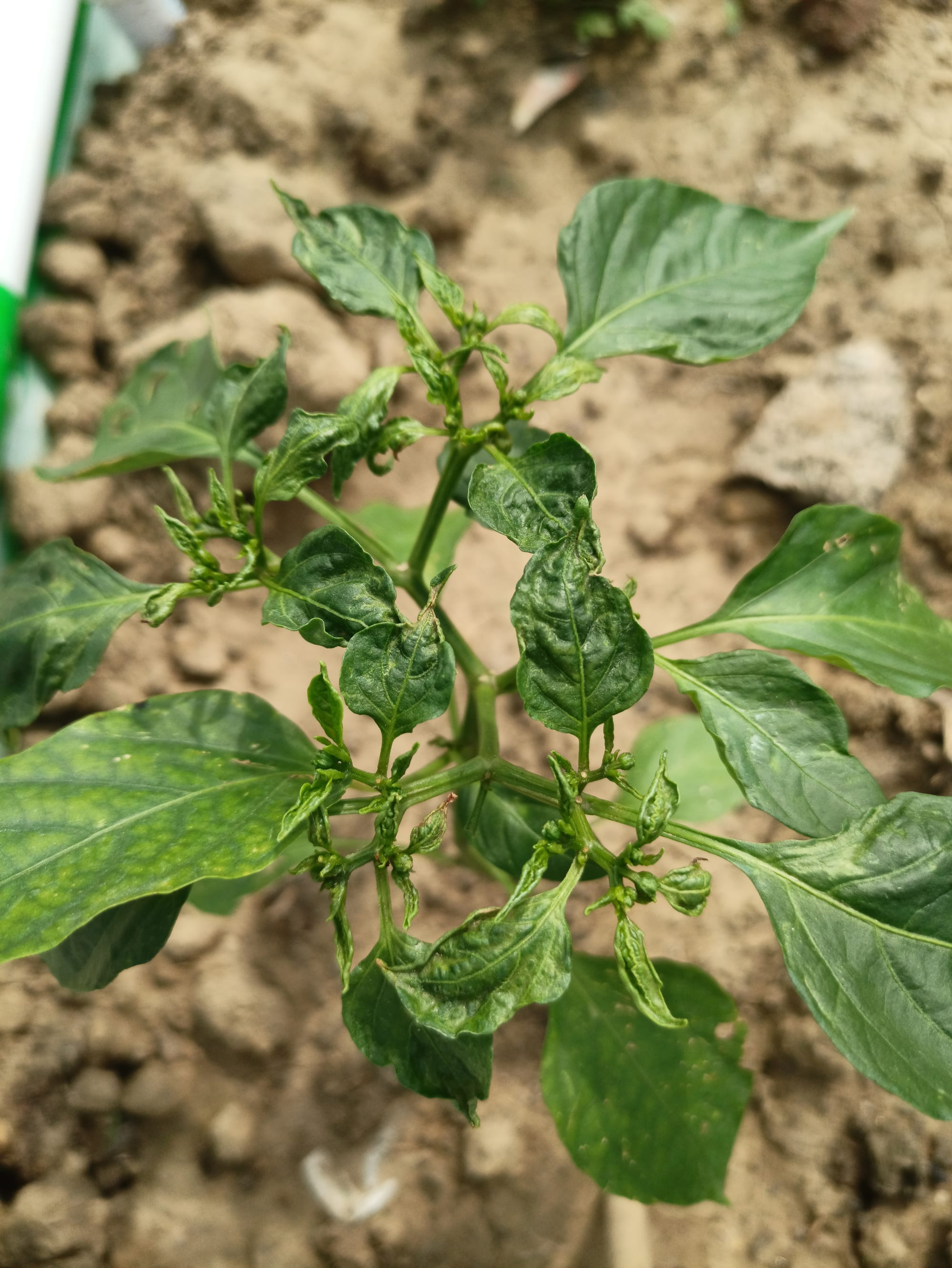 Pepper Leaves Curling Due to Heat or Water Stress