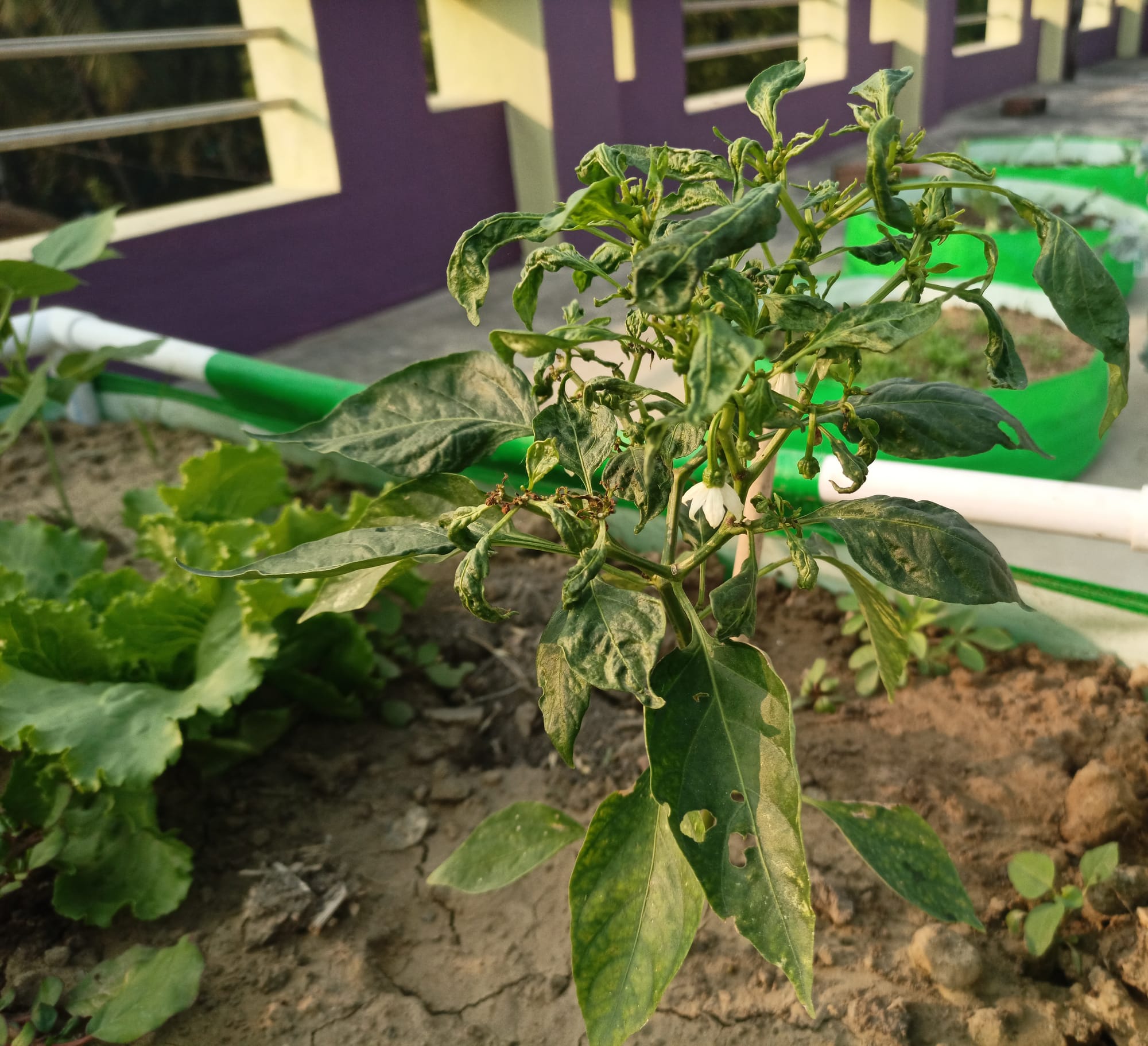 Pepper Leaves Curling from Pest Problems