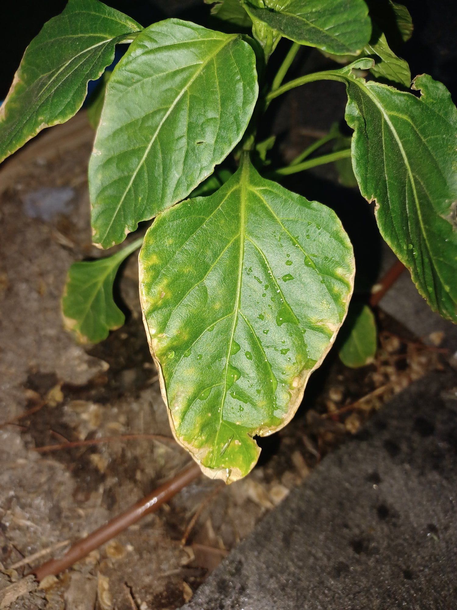 Pepper Leaves Turning Yellow Due to Potassium Deficiency