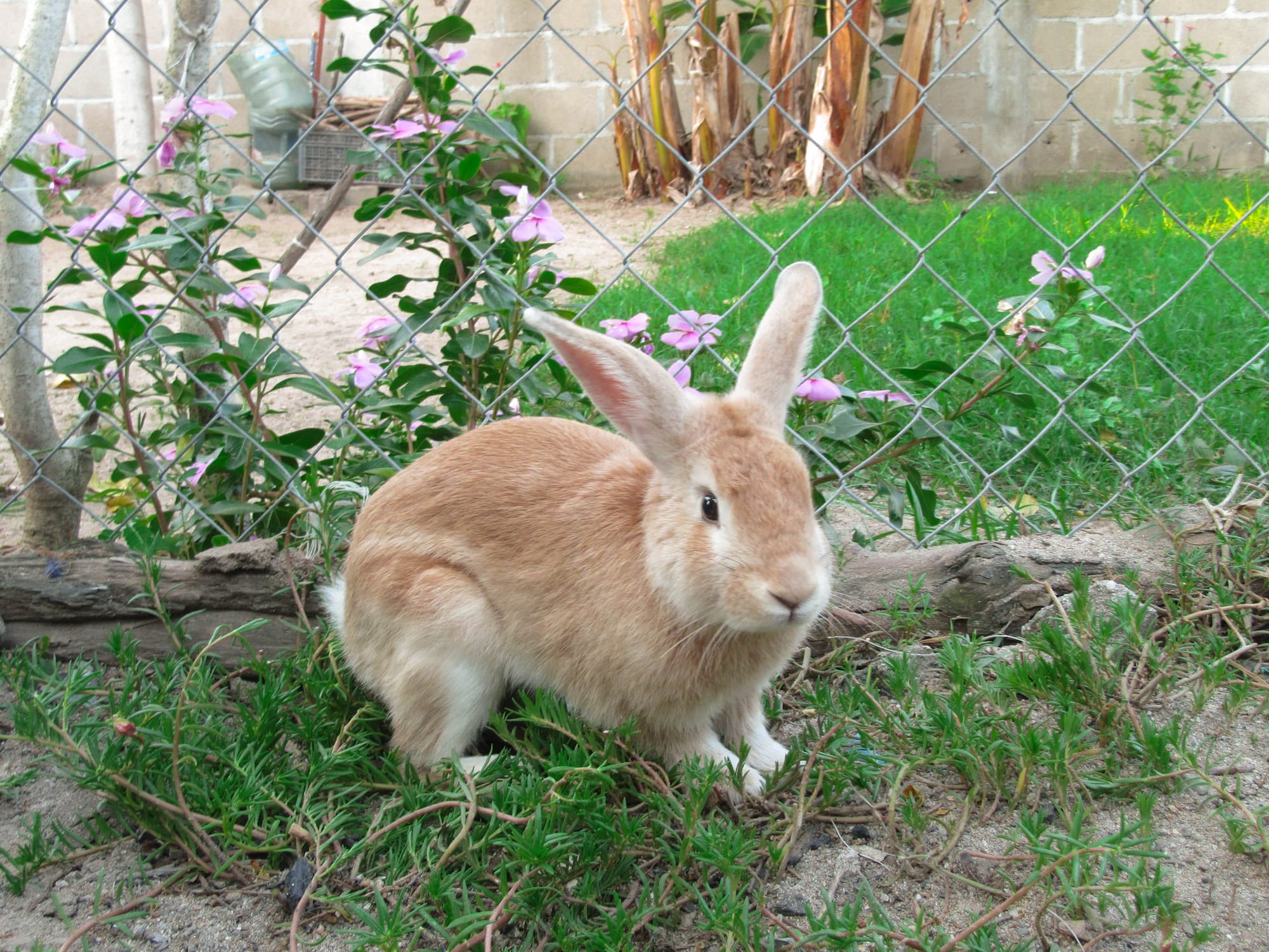 Rabbit Near The Garden Fence