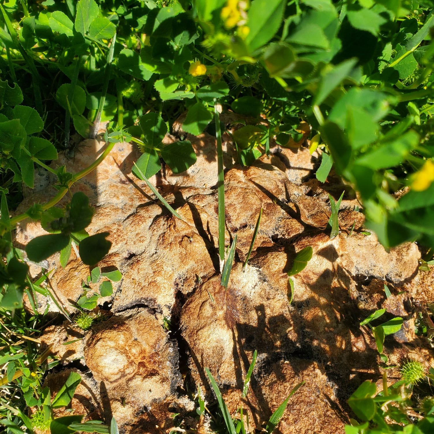 Strange yellow-brown slime mold in my Garden