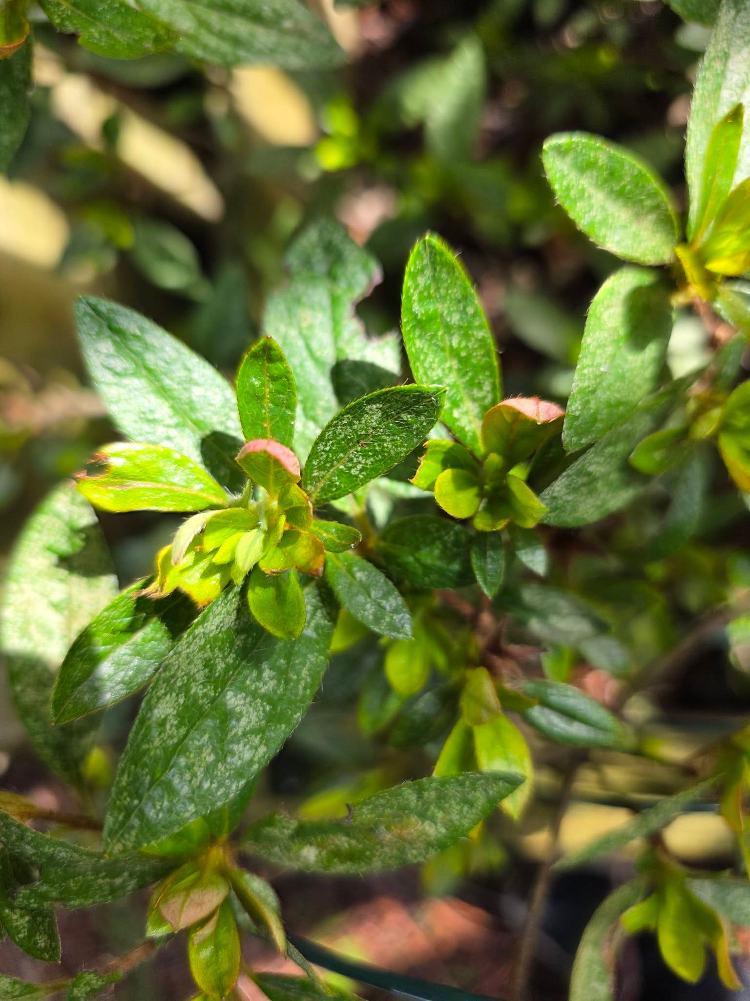 White Spots on Azalea Leaves Caused by Lace Bugs
