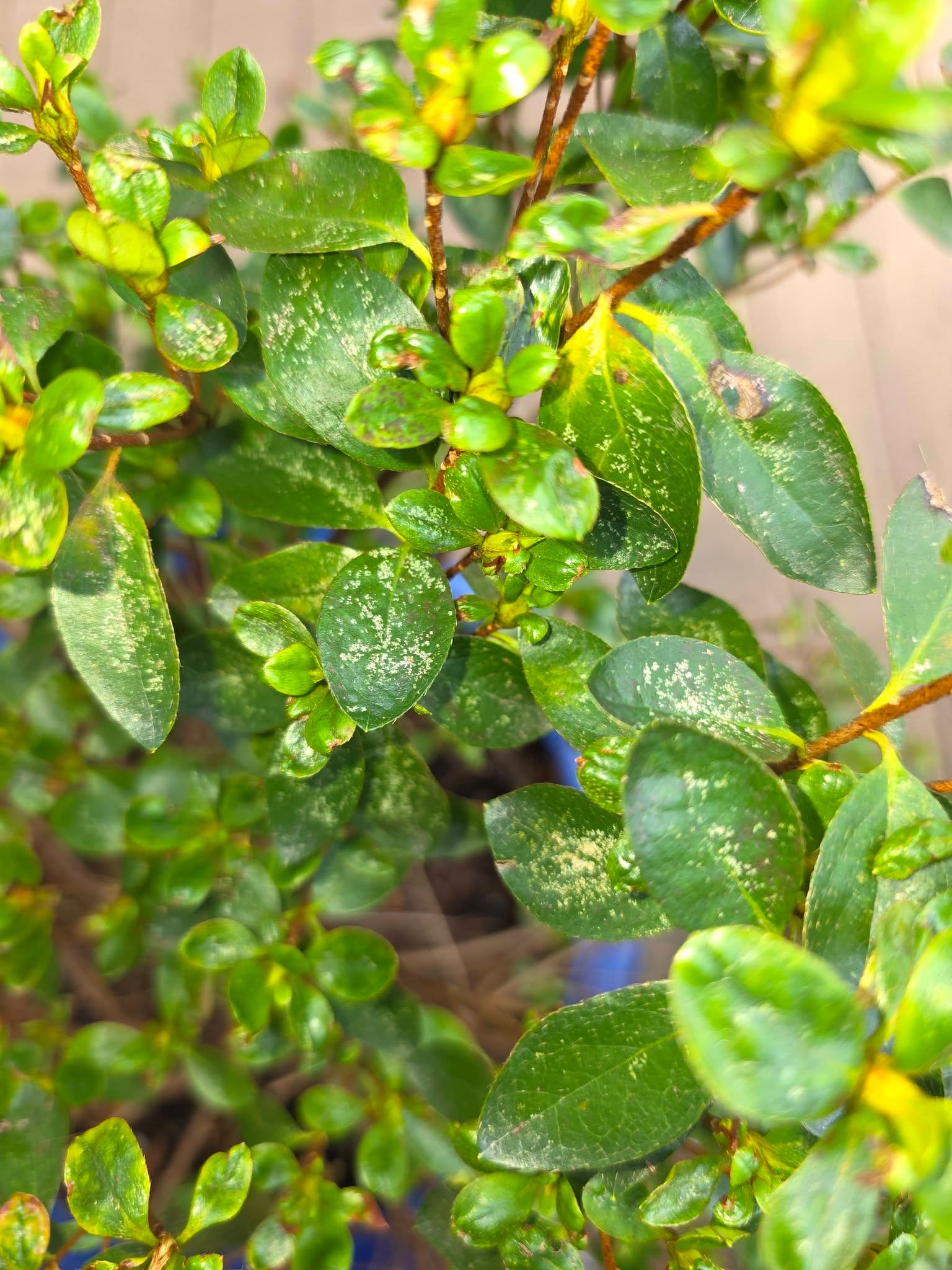 White Spots on Azalea Leaves