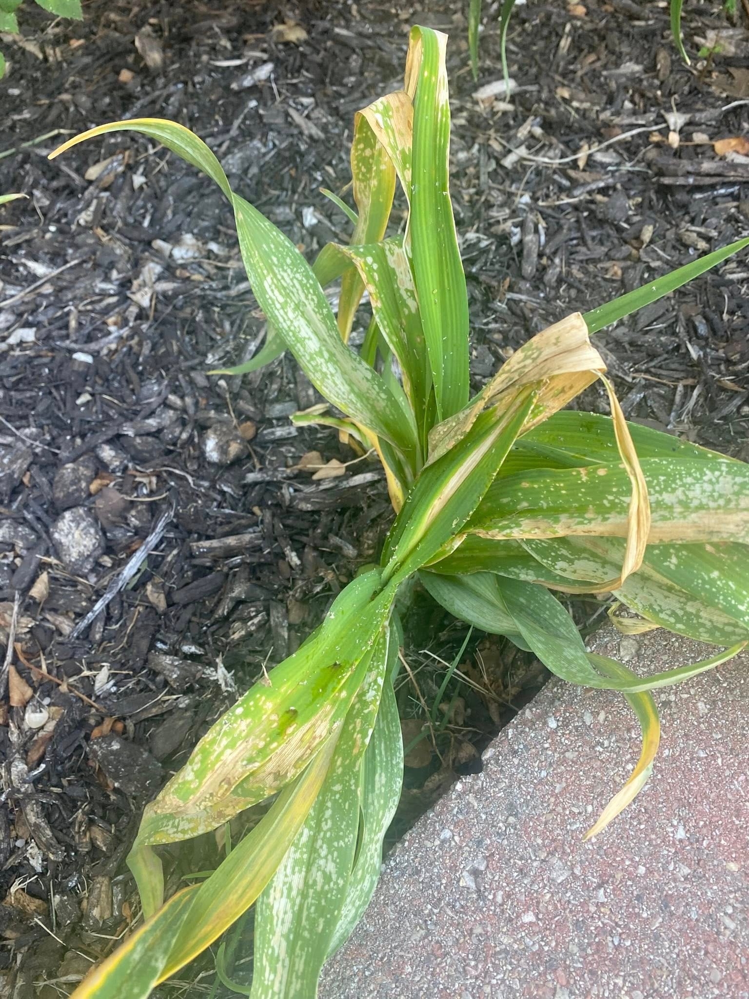 White Spots on Daylily Leaves and Dry Edges