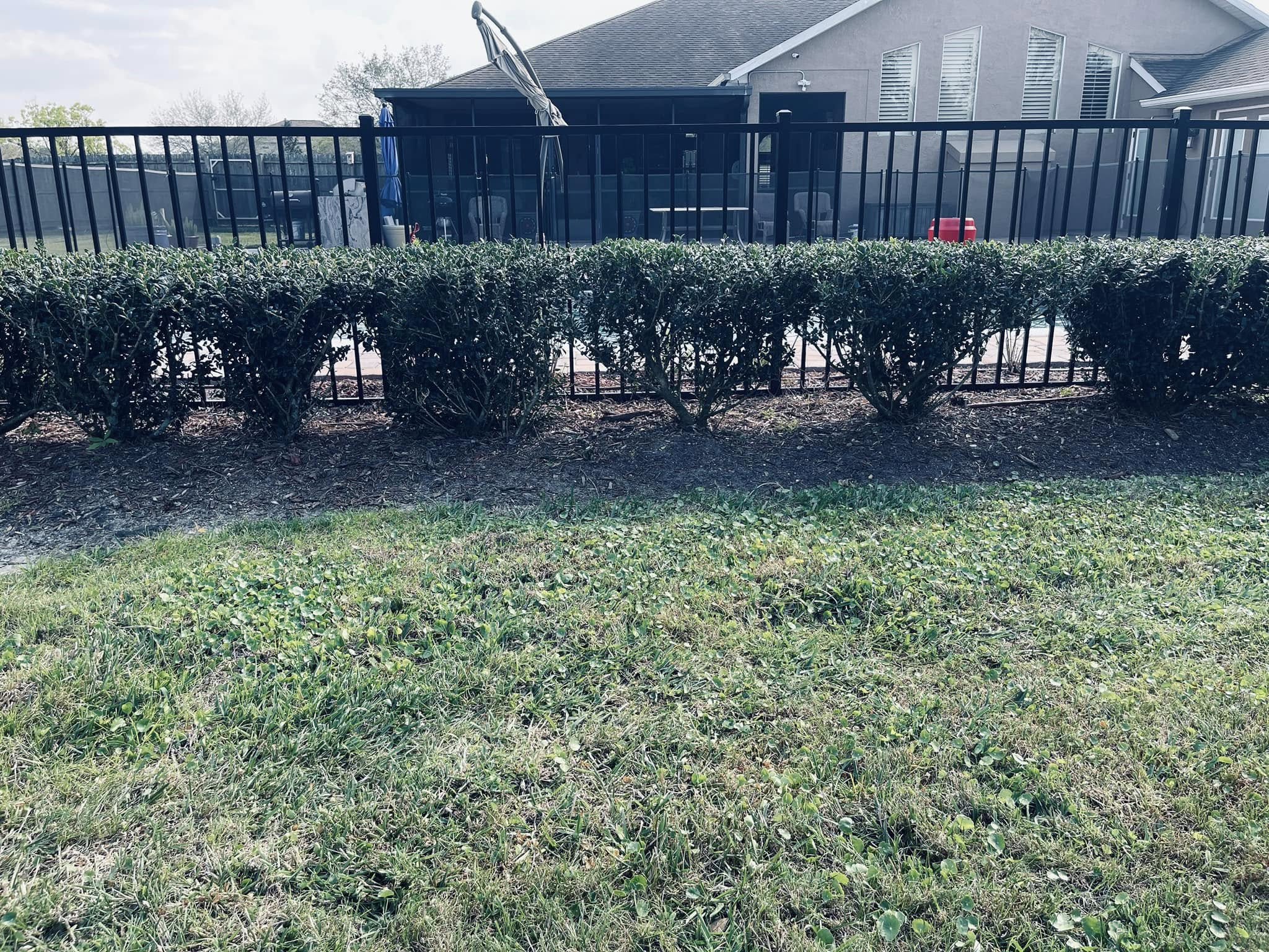 American Holly Hedge