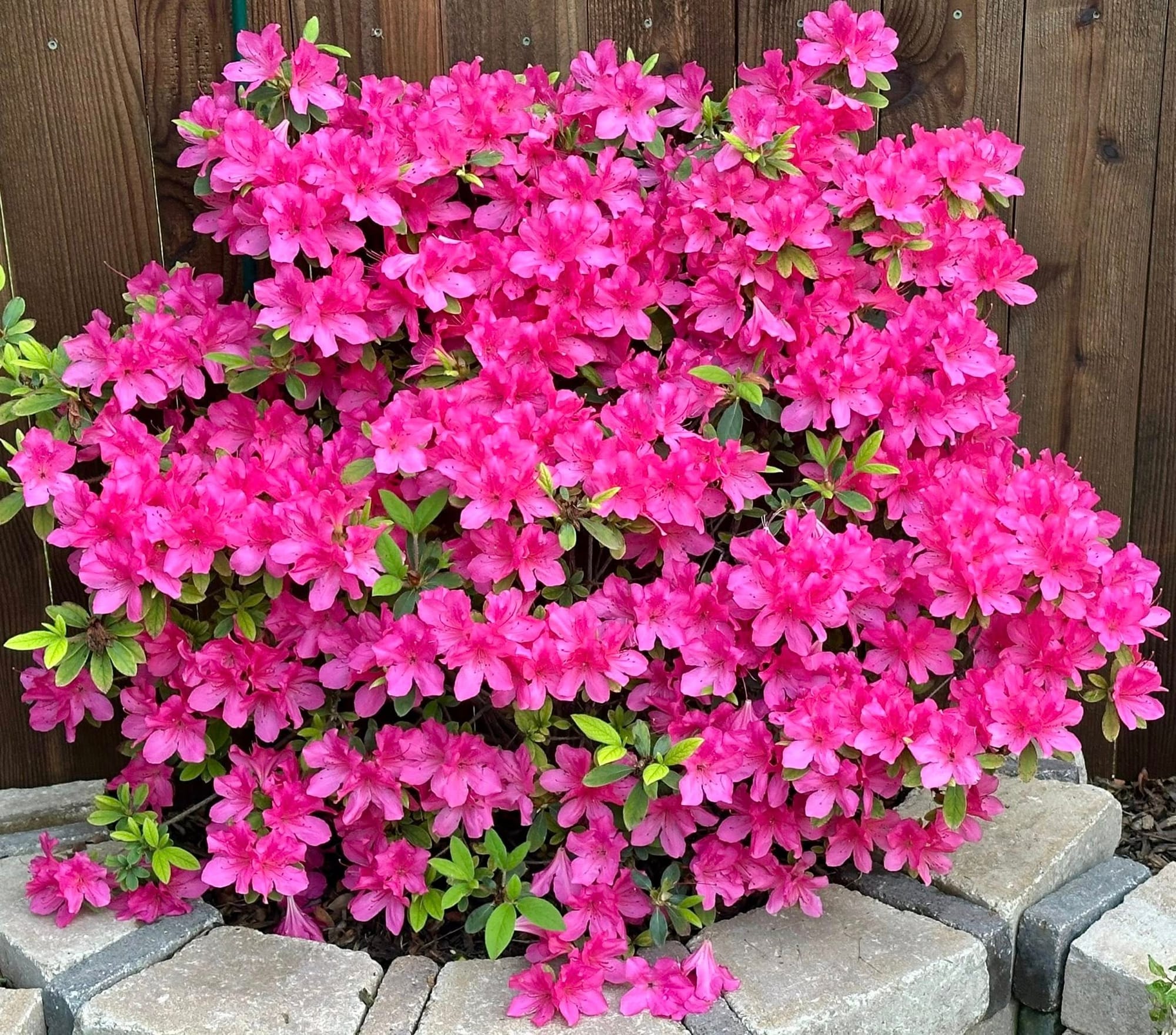 Azalea as Privacy Hedge