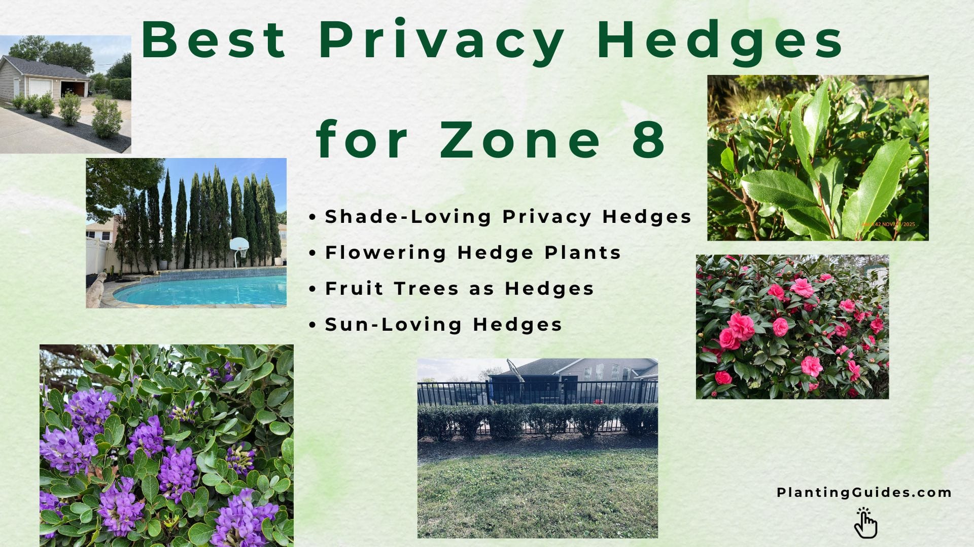 Best Privacy Hedges for Zone 8