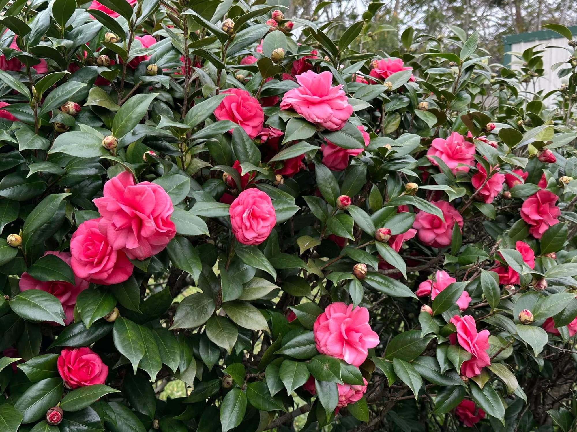 Camelia as privacy Hedge