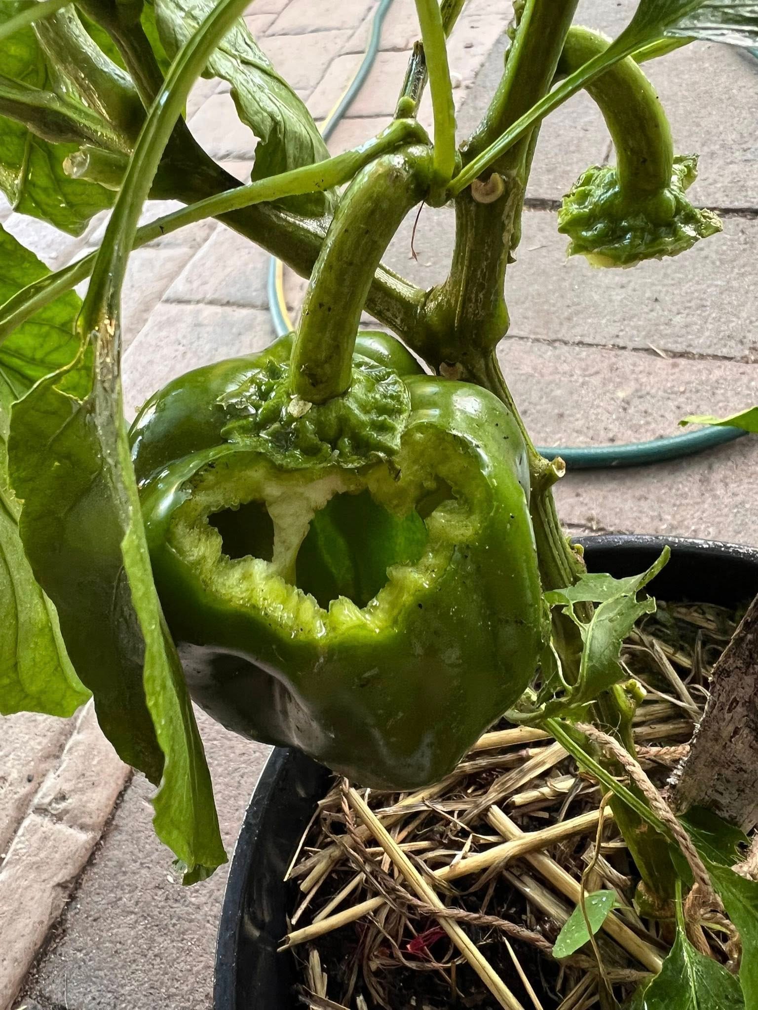 Capsicum Eaten by Rats