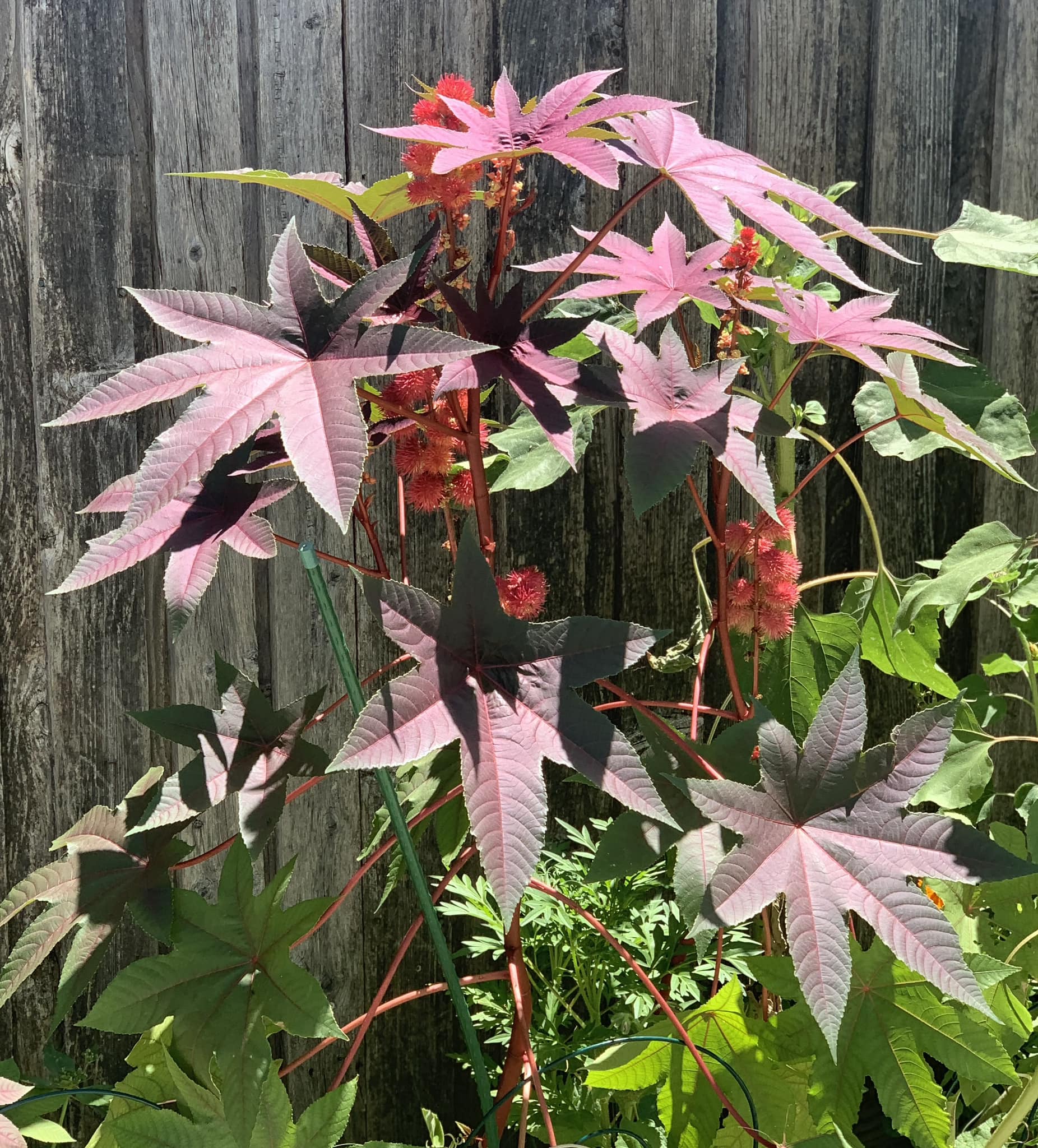 Castor Bean Plant