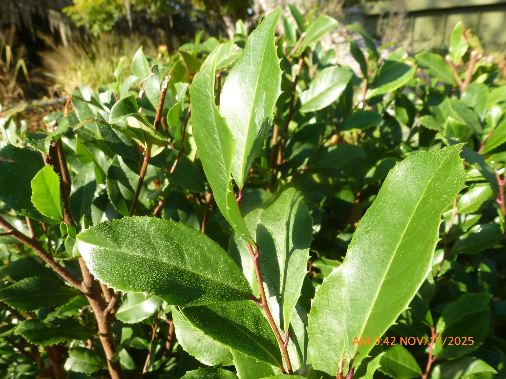 Cherry Laurel as hedge in Zone 8
