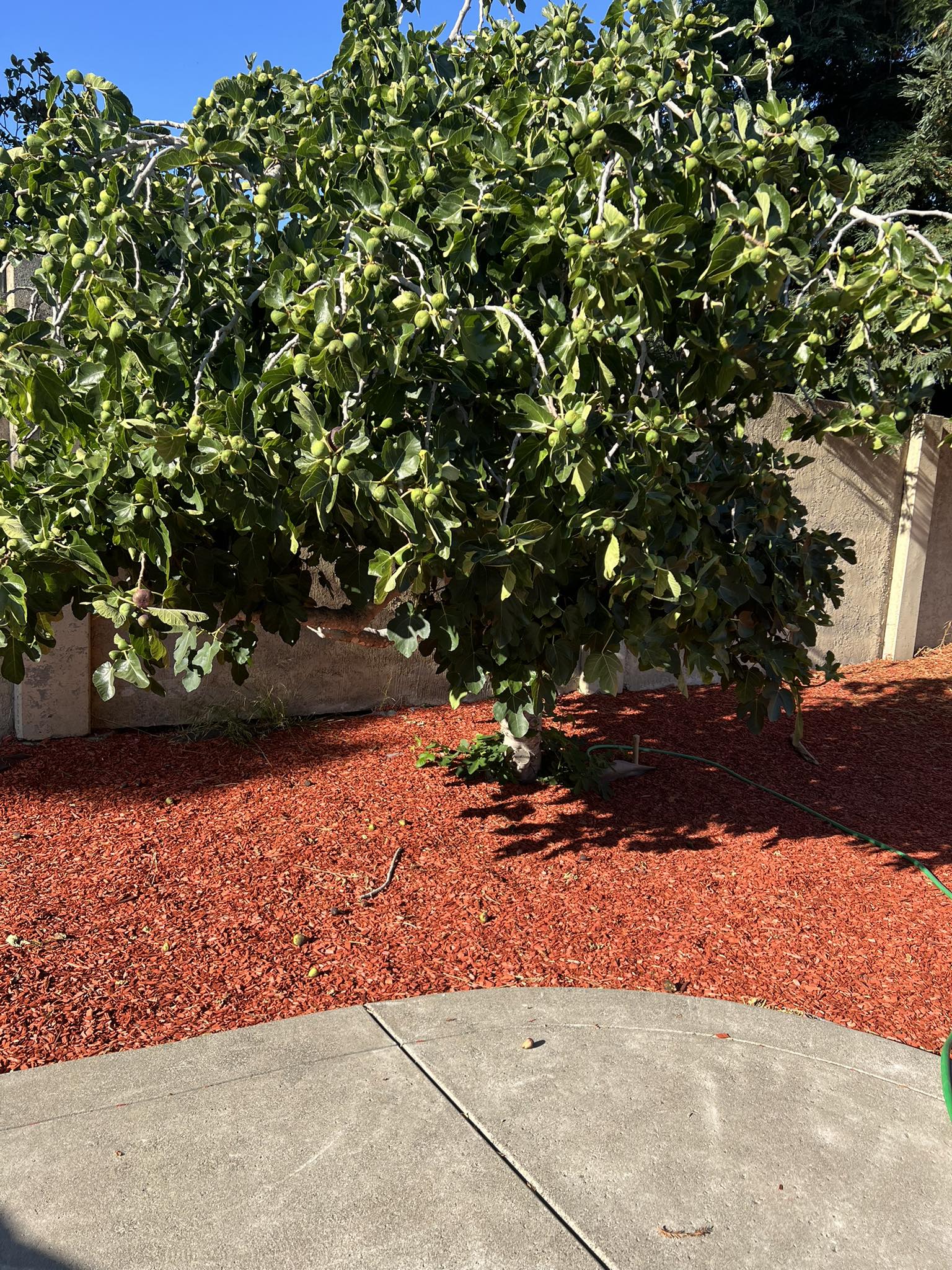 Fig Tree as Privacy Hedge