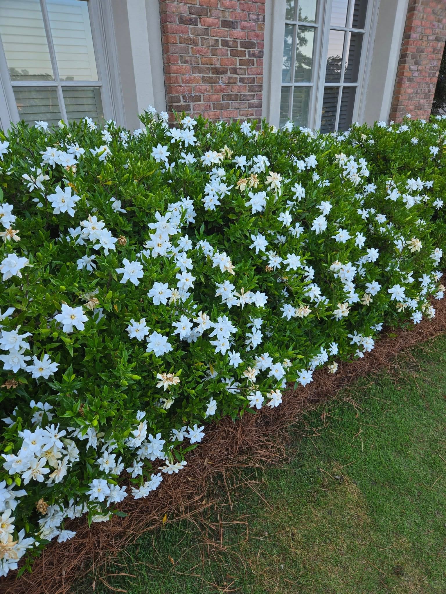 Gardenia as hedge in Zone 8