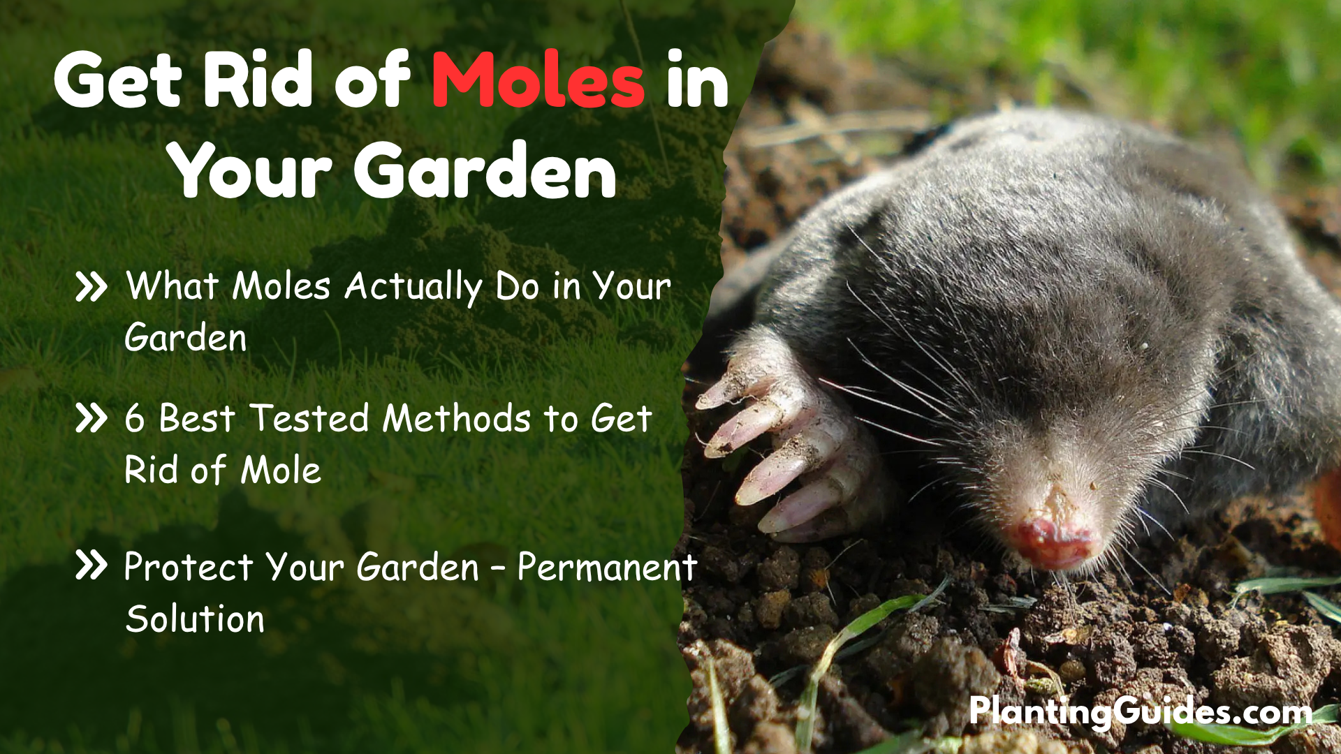 How to Get Rid of Moles in Your Garden