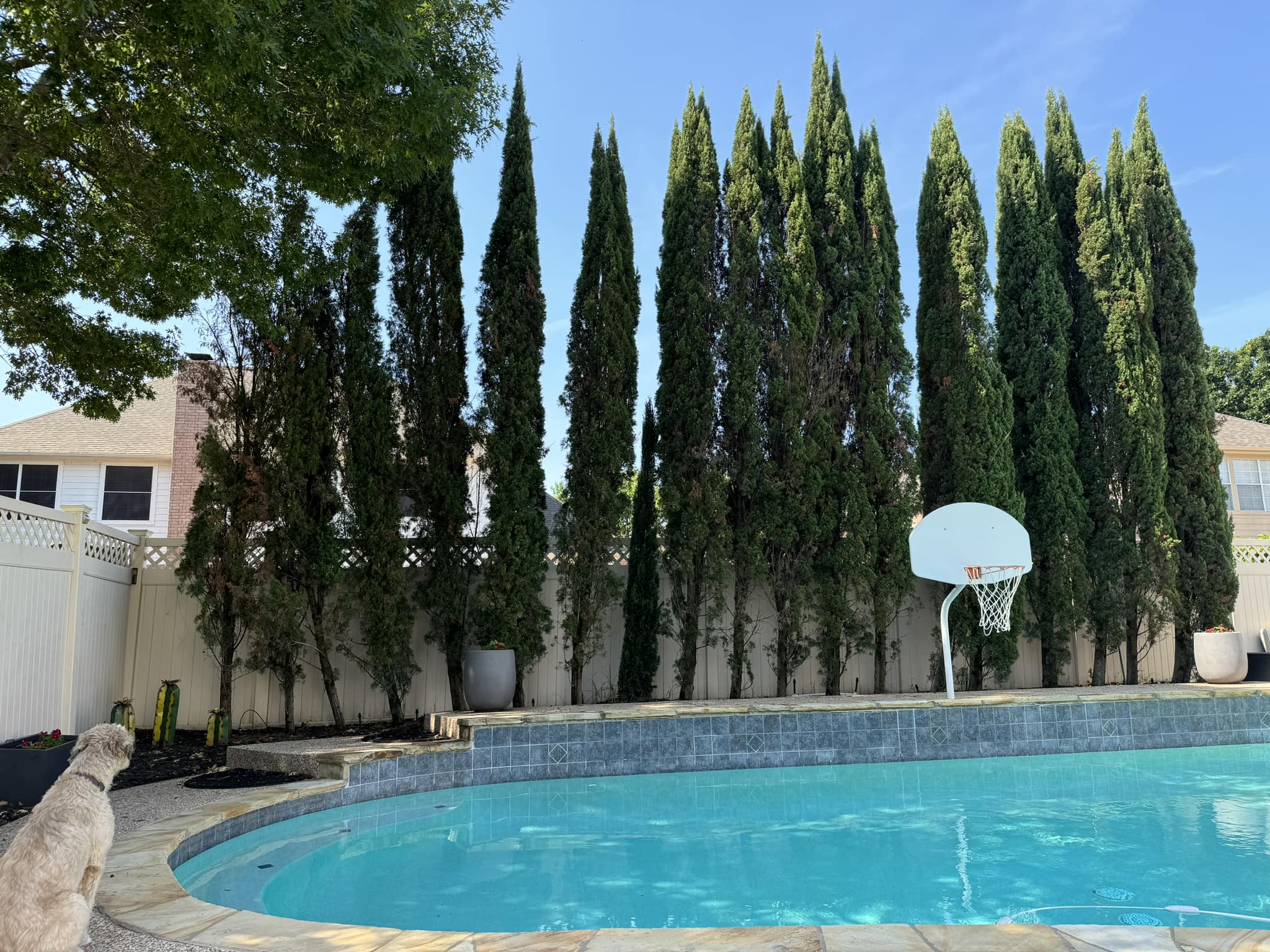 Italian Cypress as a privacy screen in Zone 8