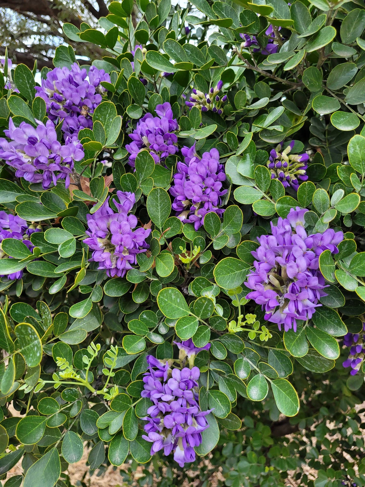 Mountain Laurel hedge in Zone 8