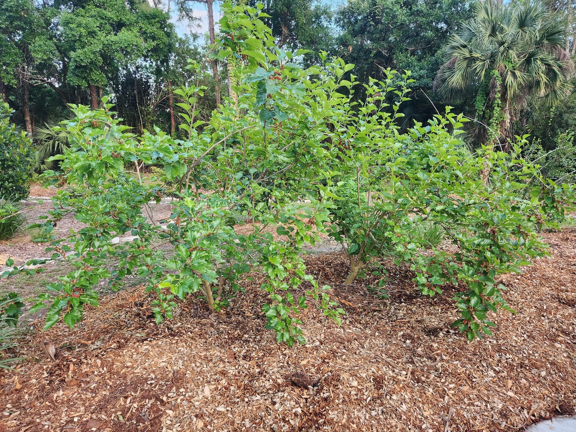 Mulberry as Privacy Hedge in Zone 8