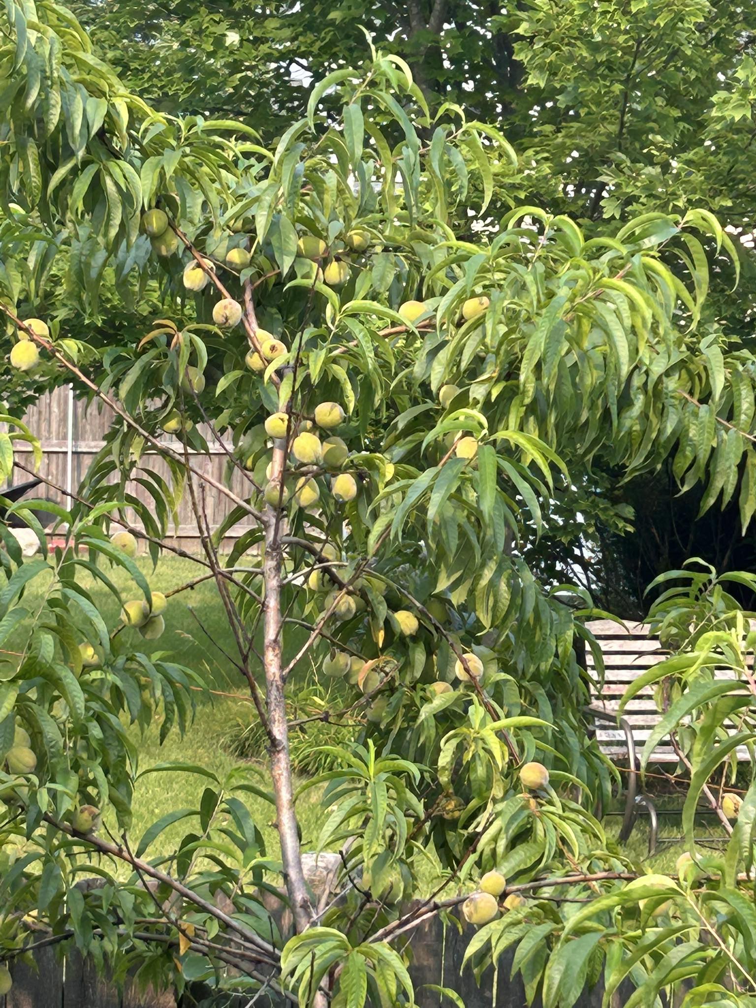 Peach Hedge in Zone 8