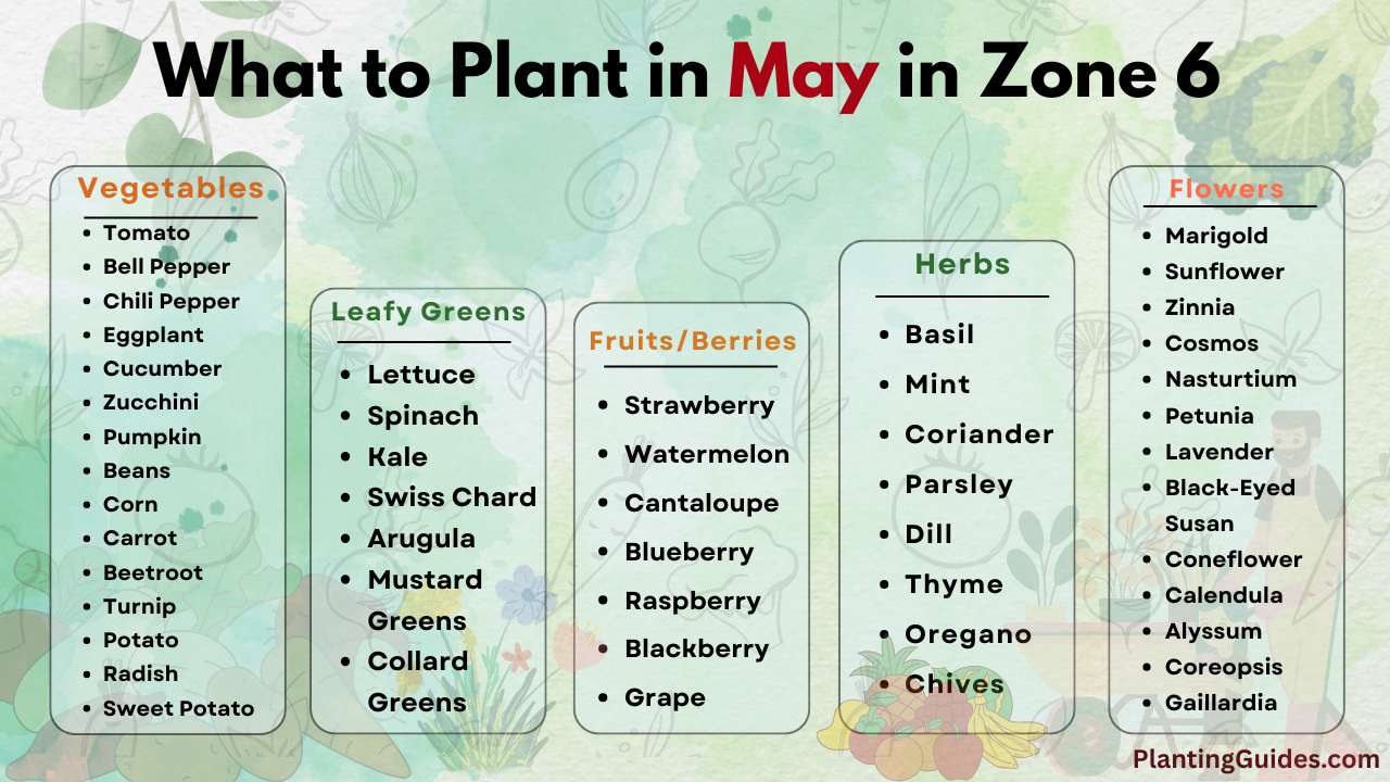 What to Plant in May in Zone 6