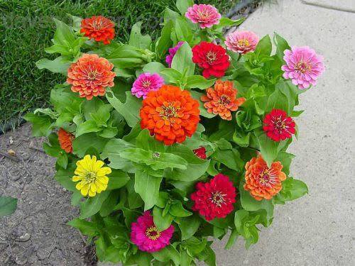 Zinnia Flower