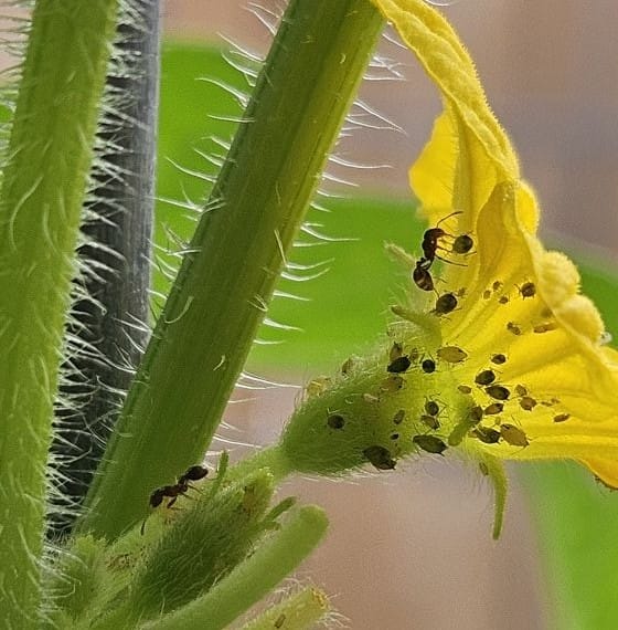 Ants Protecting Aphids