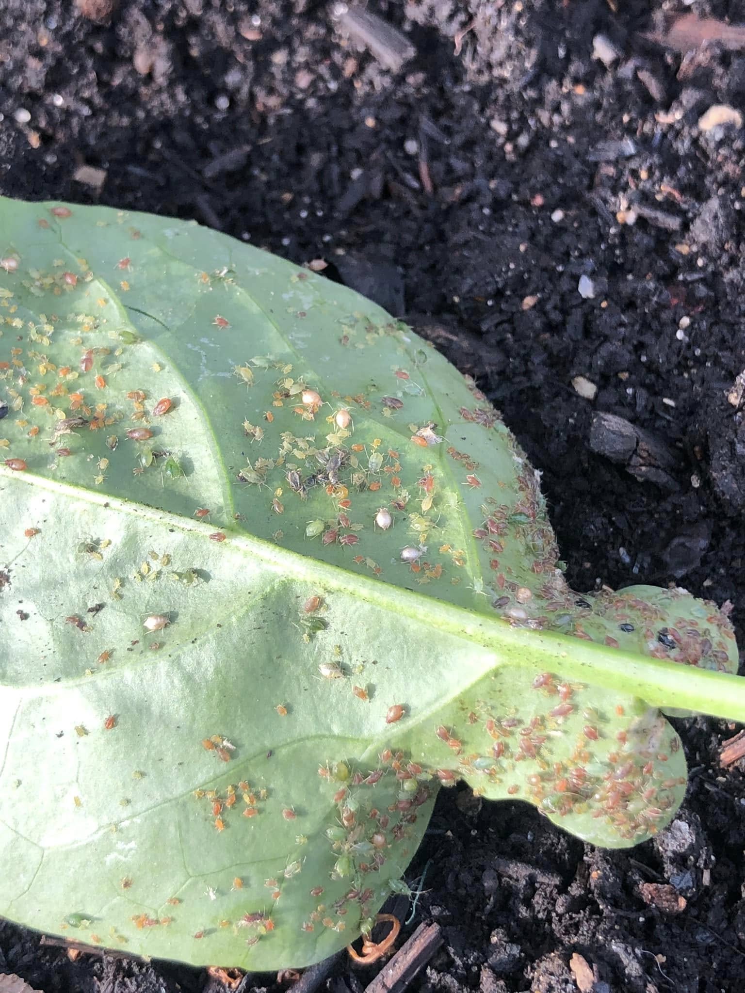 Aphids on Broccoli